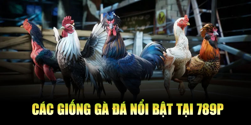 Các Giống Gà Đá Nổi Bật Trên Nền Tảng 789P