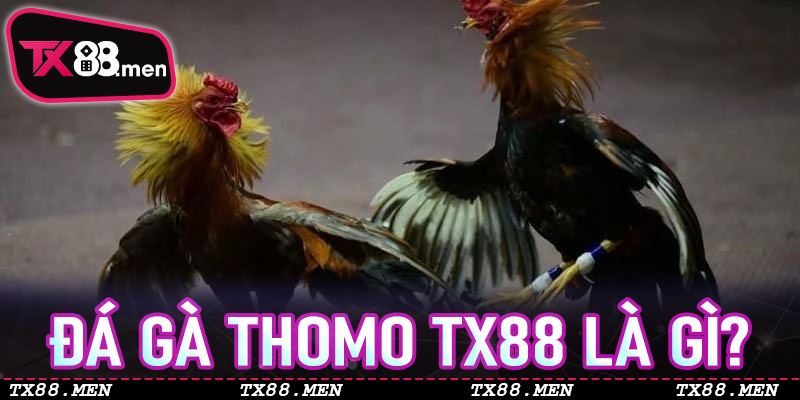 Đá Gà Thomo TX88 là gì? Những điều người chơi mới cần hiểu đúng