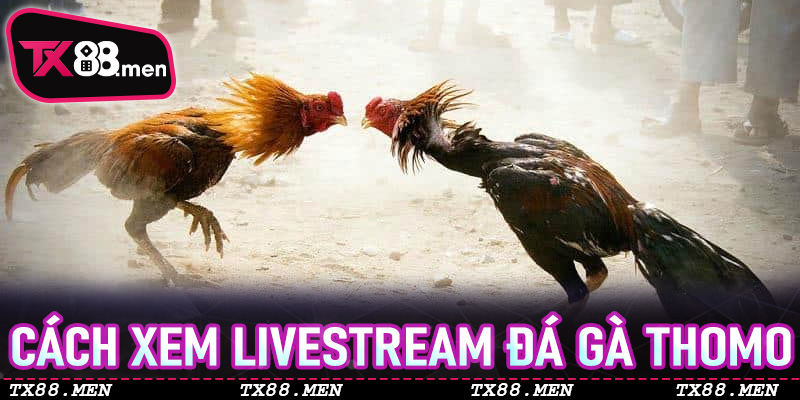 Cách xem livestream Đá Gà Thomo tại TX88 sắc nét như ngồi tại sới
