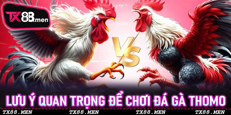 Lưu ý quan trọng để chơi Đá Gà Thomo tại TX88 an toàn – hiệu quả