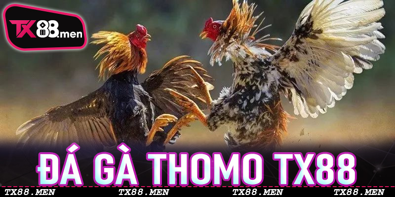 Giải Mã Nghệ Thuật Đá Gà Thomo TX88: Từ Người Mới Đến Cao Thủ